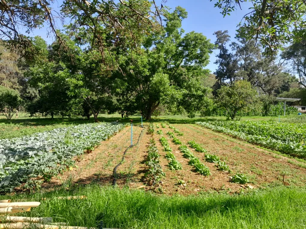 Gatehouse farm produce